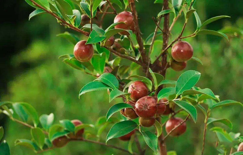 湖北恒貿茶油有限公司