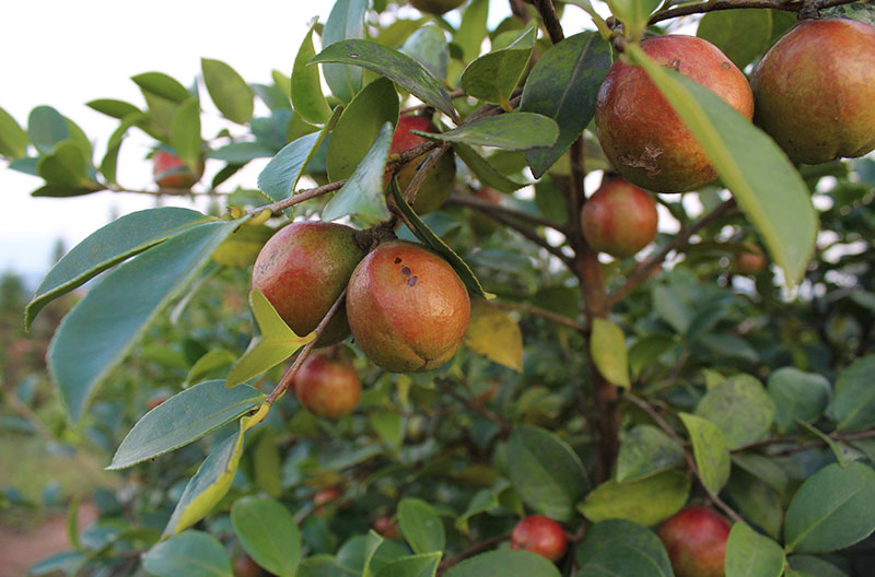 湖北恒貿茶油有限公司