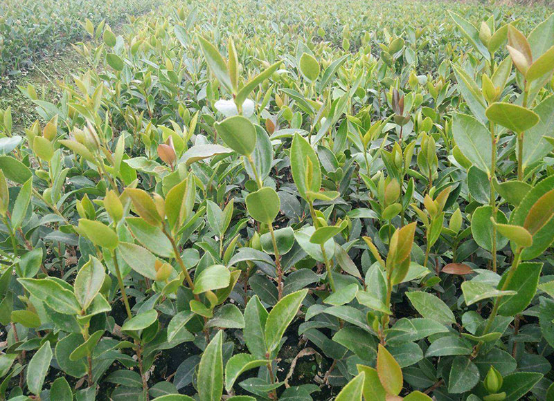 湖北有機(jī)山茶油