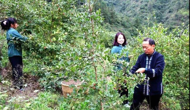 湖北恒貿(mào)茶油有限公司彭大波榮獲“工業(yè)企業(yè)發(fā)展突出人才”稱號(hào)