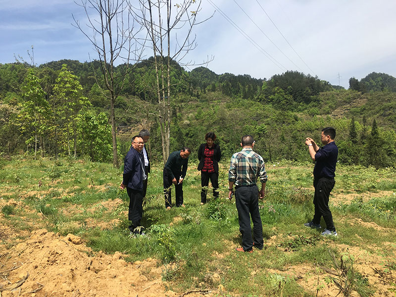 湖北有機(jī)山茶油