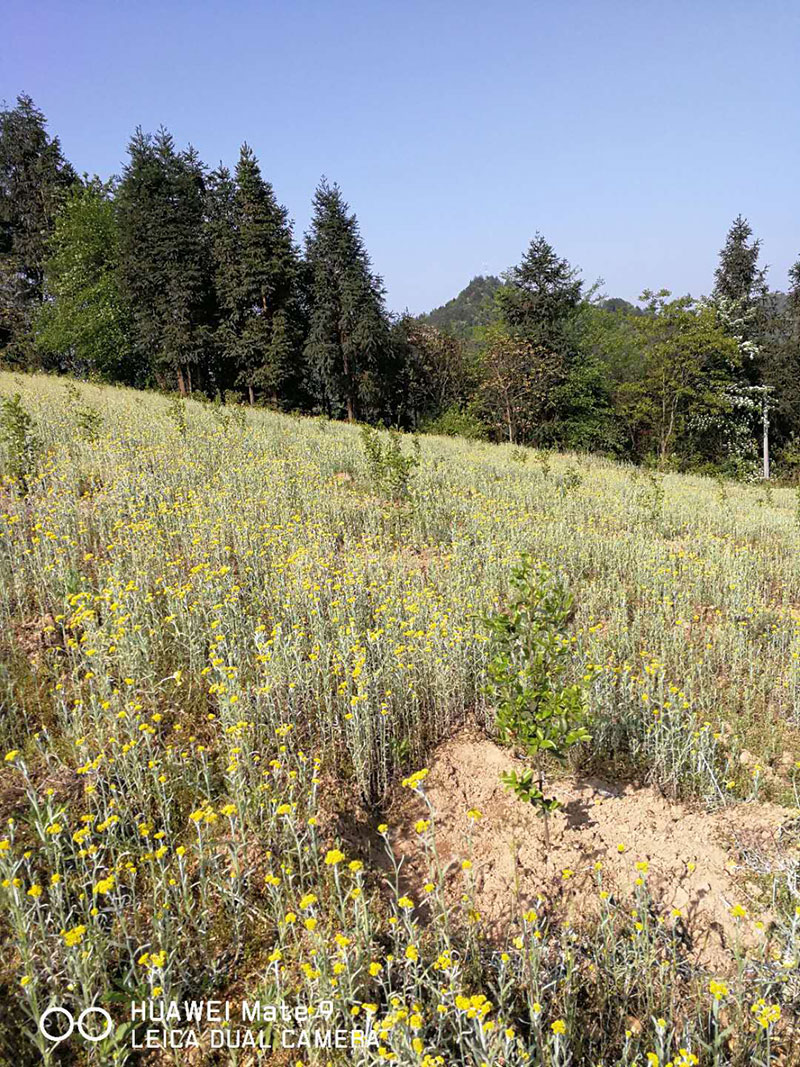 湖北有機(jī)山茶油