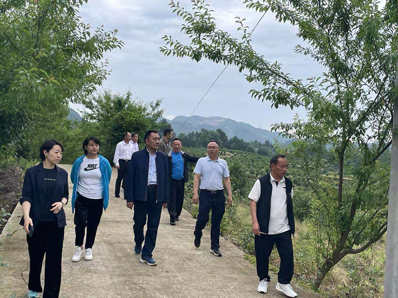 湖北山茶油廠家